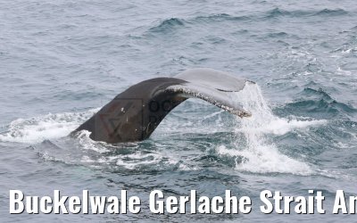 Buckelwale Gerlache Strait Antarctica 10.01.2023