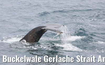 Buckelwale Gerlache Strait Antarctica 10.01.2023