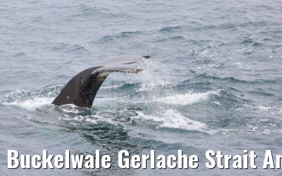 Buckelwale Gerlache Strait Antarctica 10.01.2023