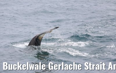 Buckelwale Gerlache Strait Antarctica 10.01.2023