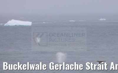 Buckelwale Gerlache Strait Antarctica 10.01.2023