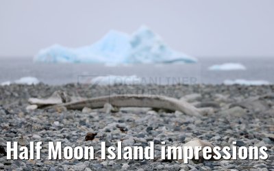 Half Moon Island impressions Antarctica 09.01.2023