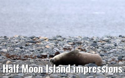 Half Moon Island impressions Antarctica 09.01.2023