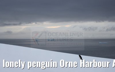 lonely penguin Orne Harbour Antarctica 22.01.2023