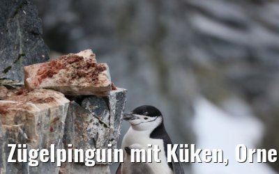 Zügelpinguin mit Küken, Orne Harbour, Antarctica 22.01.2023