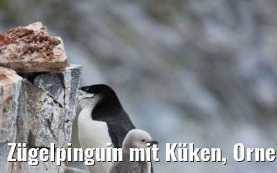 Zügelpinguin mit Küken, Orne Harbour, Antarctica 22.01.2023