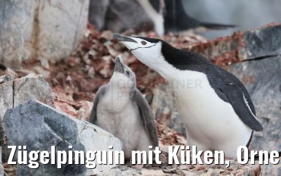Zügelpinguin mit Küken, Orne Harbour, Antarctica 22.01.2023