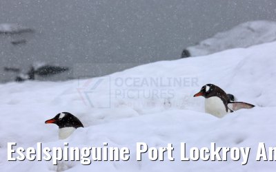 Eselspinguine Port Lockroy Antarctica 11.01.2023