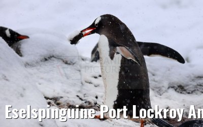 Eselspinguine Port Lockroy Antarctica 11.01.2023