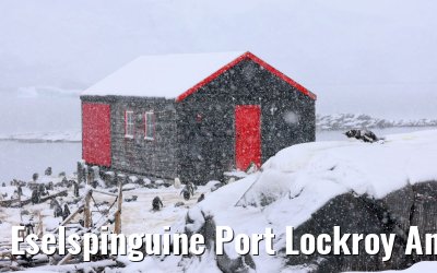 Eselspinguine Port Lockroy Antarctica 11.01.2023