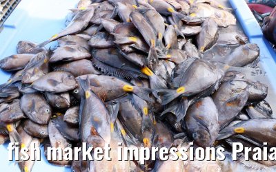 fish market impressions Praia 01.12.2022