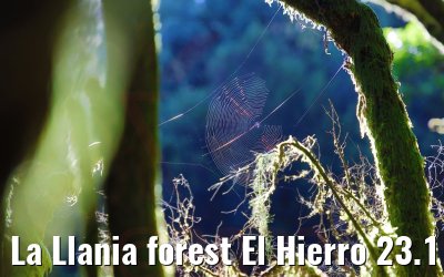 La Llania forest El Hierro 23.11.2022