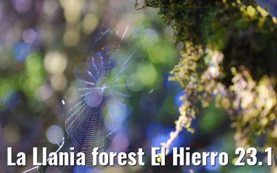 La Llania forest El Hierro 23.11.2022
