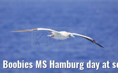 Boobies MS Hamburg day at sea near Seychelles 18.02.2024