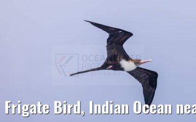 Frigate Bird, Indian Ocean near Seychelles 18.02.2024