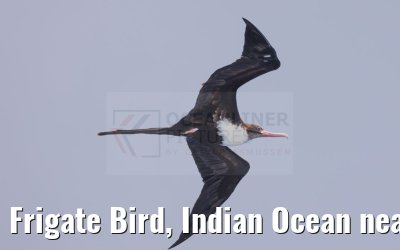 Frigate Bird, Indian Ocean near Seychelles 18.02.2024