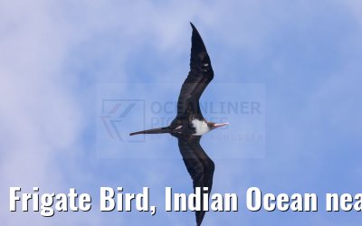 Frigate Bird, Indian Ocean near Seychelles 18.02.2024
