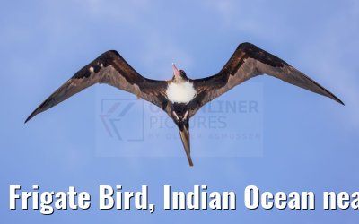 Frigate Bird, Indian Ocean near Seychelles 18.02.2024
