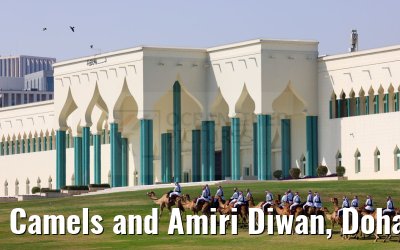 Camels and Amiri Diwan, Doha 10.03.2024