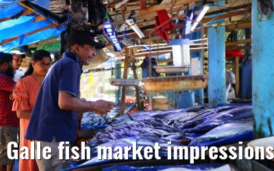 Galle fish market impressions 27.02.2024