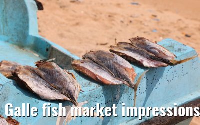 Galle fish market impressions 27.02.2024