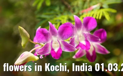 flowers in Kochi, India 01.03.2024
