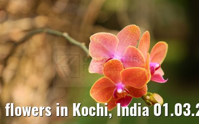 flowers in Kochi, India 01.03.2024