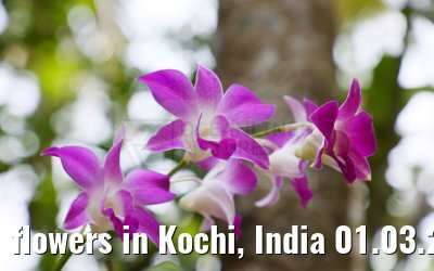 flowers in Kochi, India 01.03.2024