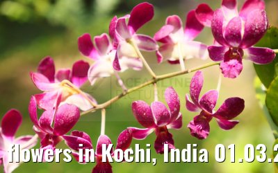 flowers in Kochi, India 01.03.2024