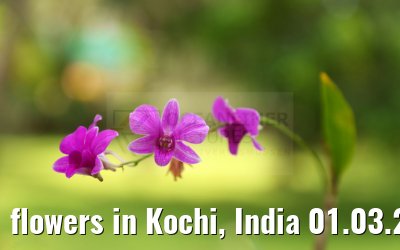 flowers in Kochi, India 01.03.2024