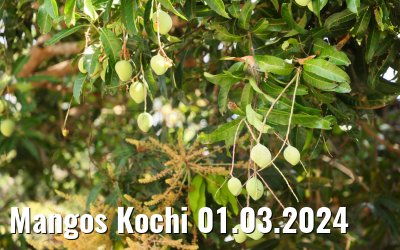 Mangos Kochi 01.03.2024