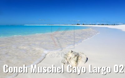 Conch Muschel Cayo Largo 02.12.2017