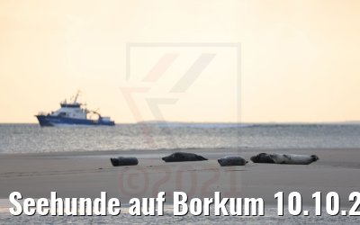 Seehunde auf Borkum 10.10.2021
