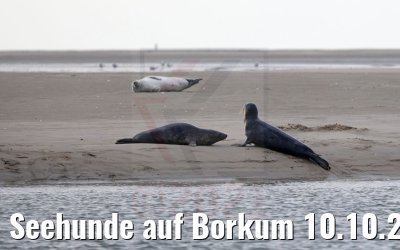Seehunde auf Borkum 10.10.2021