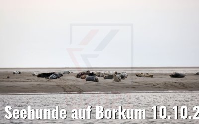 Seehunde auf Borkum 10.10.2021