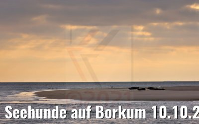 Seehunde auf Borkum 10.10.2021