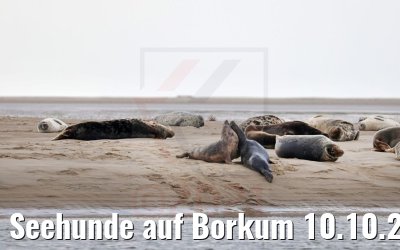 Seehunde auf Borkum 10.10.2021