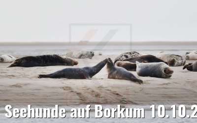 Seehunde auf Borkum 10.10.2021