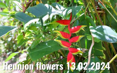 Reunion flowers 13.02.2024