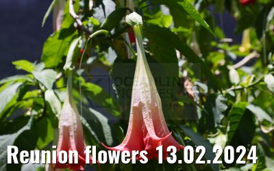 Reunion flowers 13.02.2024