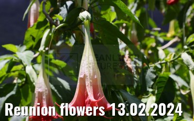 Reunion flowers 13.02.2024