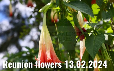 Reunion flowers 13.02.2024