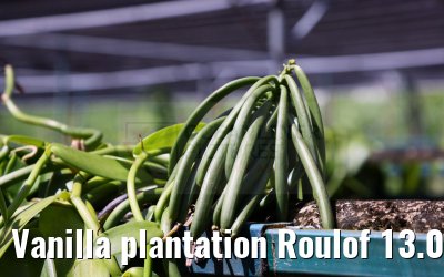 Vanilla plantation Roulof 13.02.2024