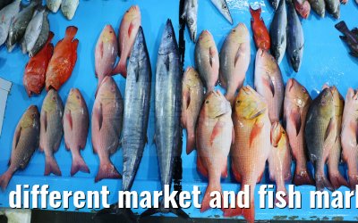different market and fish market impressions, Male, Maldives 25.02.2024