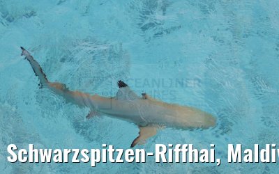 Schwarzspitzen-Riffhai, Maldives 25.02.2024