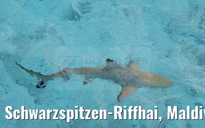 Schwarzspitzen-Riffhai, Maldives 25.02.2024