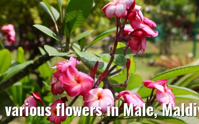 various flowers in Male, Maldives 25.02.2024