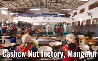 Cashew Nut factory, Mangaluru, India 02.03.2024