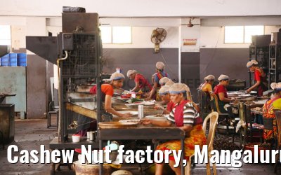 Cashew Nut factory, Mangaluru, India 02.03.2024