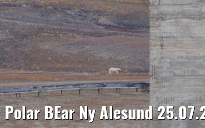 Polar BEar Ny Alesund 25.07.2024